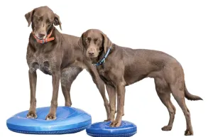 FitPAWS Balance Disc